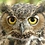 EagleEye